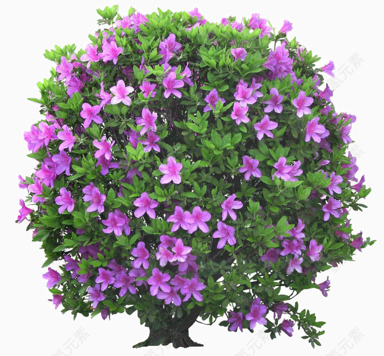 开满紫色小花的大树
