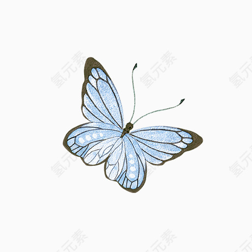 精美蓝色条纹蝴蝶