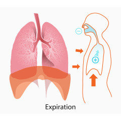 人体心肺解剖图