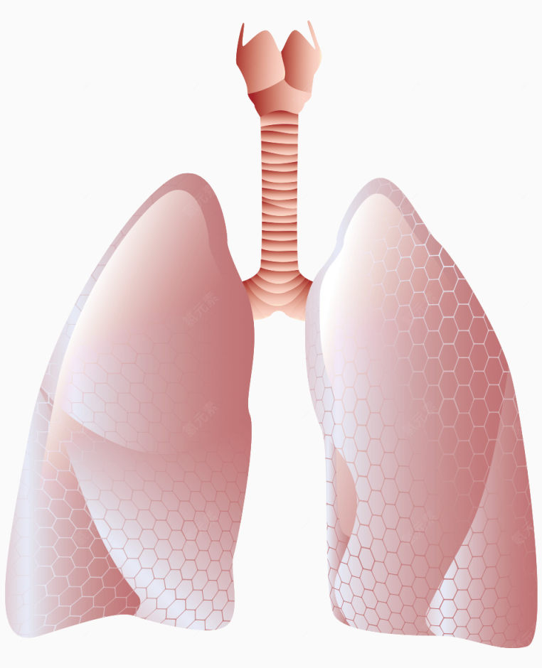 人体器官肺下载