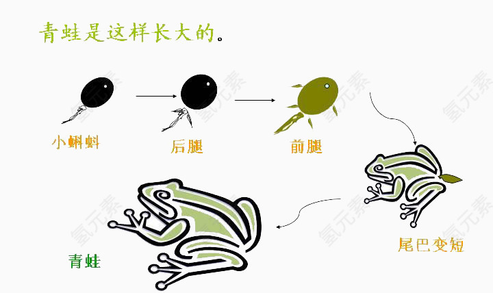青蛙的进化