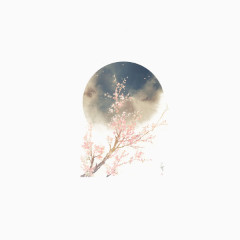 月下樱花