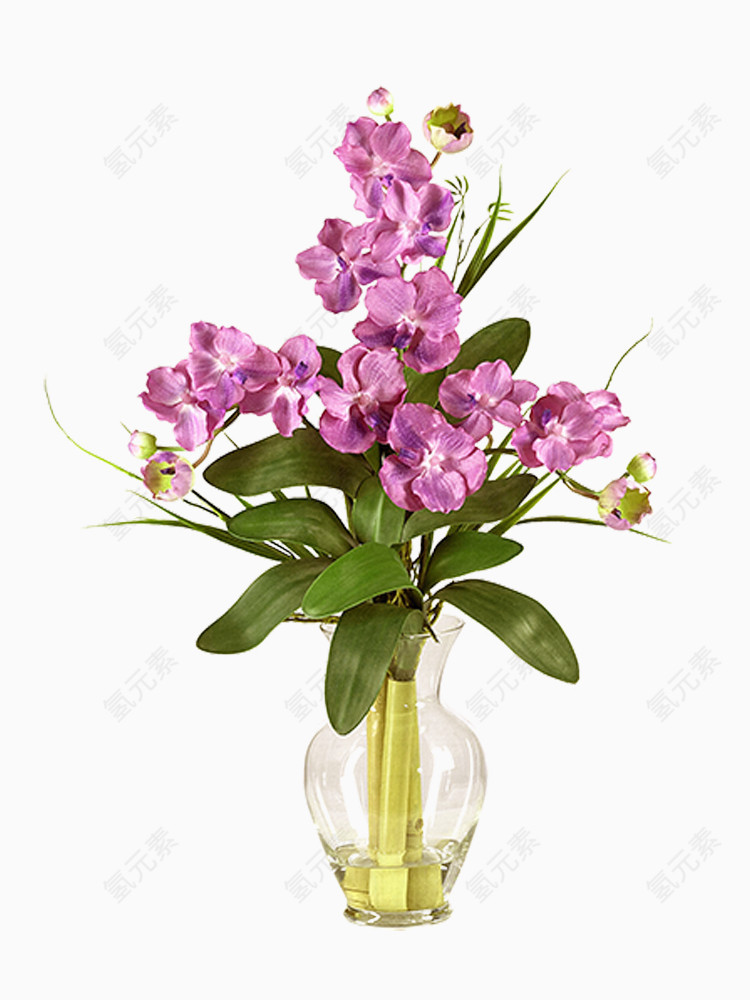 花瓶鲜艳兰花植物