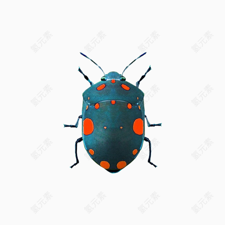 橙色斑点甲壳虫