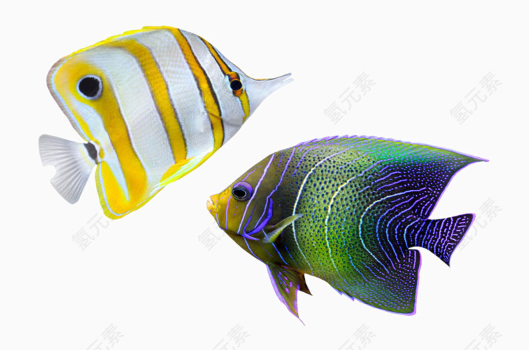 热带鱼分为黄色条纹和蓝色的