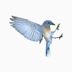 蓝色飞舞的小鸟