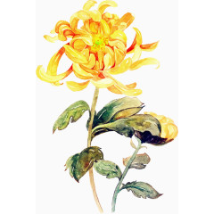 手绘油画水墨菊花花卉植物