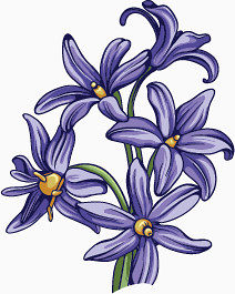 手绘的绽放的紫色的百合花
