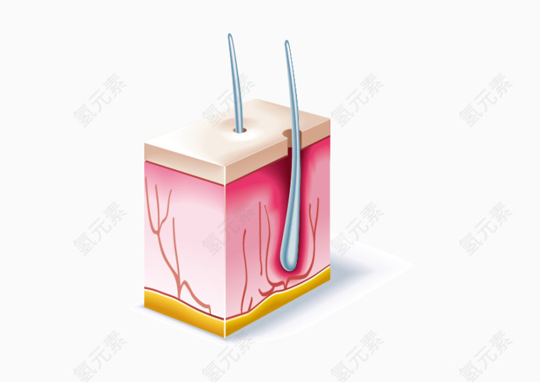 矢量毛囊
