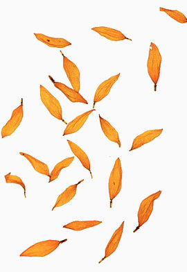 漂浮的橙色叶子