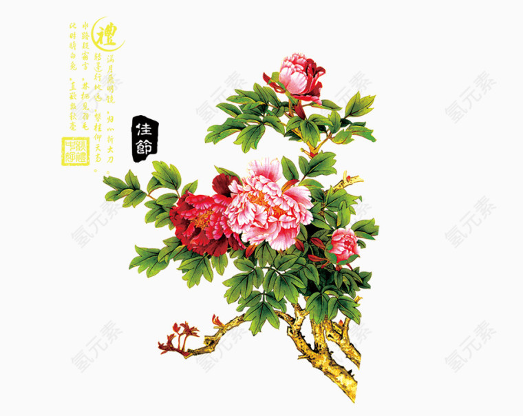 水彩菊花