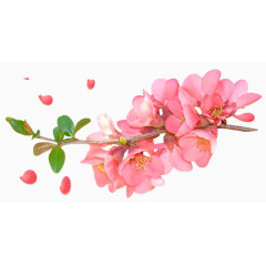 手绘水墨粉色花卉