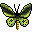 里士满birdwing蝴蝶图标