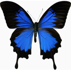 蓝色美丽的蝴蝶