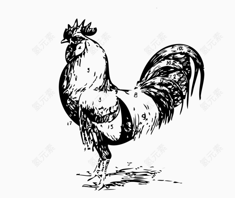 农场动物公鸡素描线稿