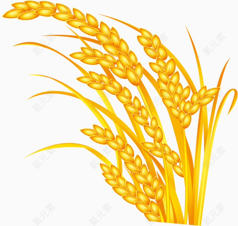 小麦 五谷稻香