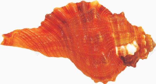 橙色螺壳
