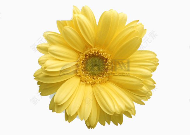 一朵黄色鲜花免抠图