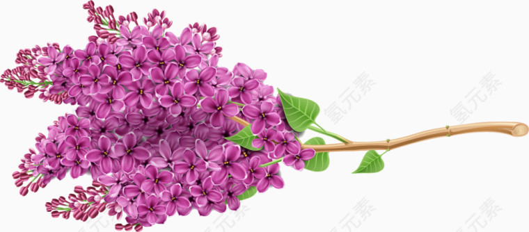 紫色唯美花卉