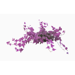 紫色花藤