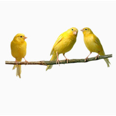 三只黄鸟