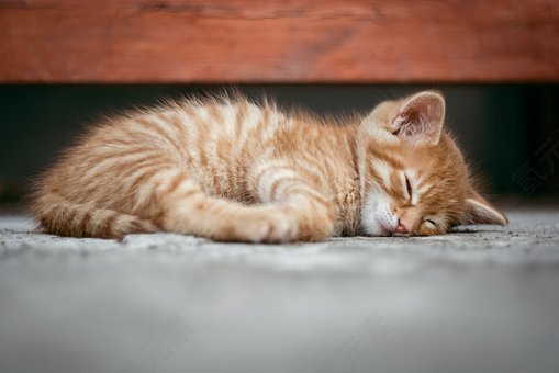 猫,小猫,可爱,睡眠,睡着了,雷德,红色,宠物,猫的,免費的照片,免费