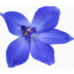 蓝色的蝶恋花