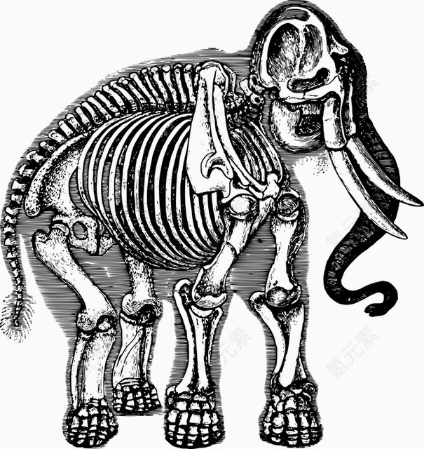 大象骨骼化石插画