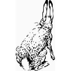 动物世界长兔转身