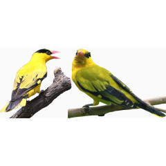 两只栖息的黄鹂鸟