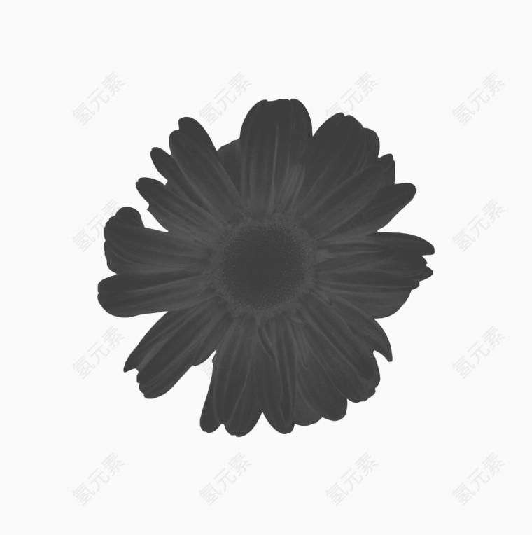 黑色泼墨画花朵