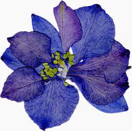 精美压花干花蓝紫色花朵