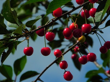 樱桃,酸樱桃,莫雷洛,水果,红色,夏季,食品,收获,成熟,性质,花园,