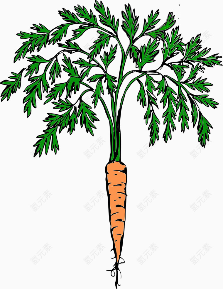 生长的胡萝卜