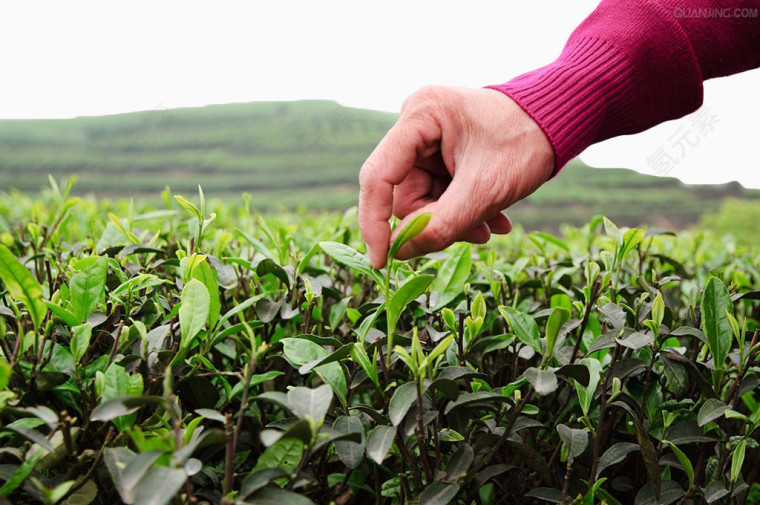 茶田采茶