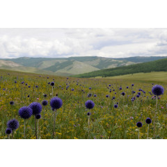 蒙古草原的花