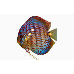 热带金鱼png素材图片