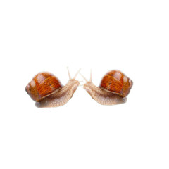 棕褐色蜗牛图案
