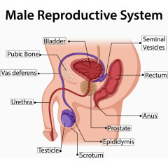 矢量男士生殖结构