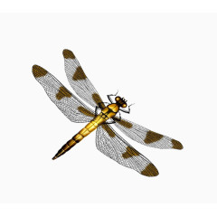 花色蜻蜓素材图片