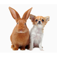 高清兔子和小狗