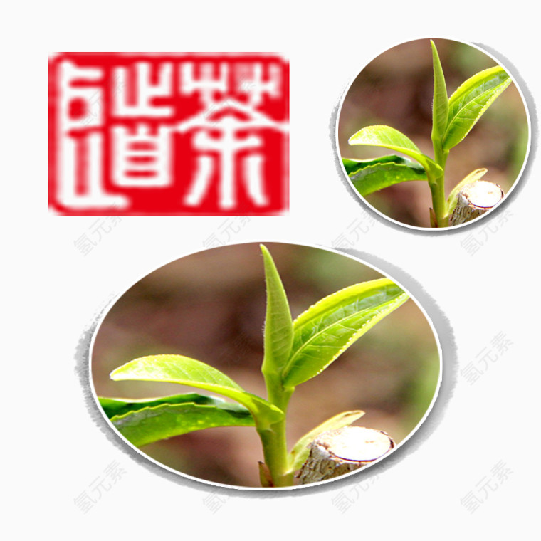 绿色植物