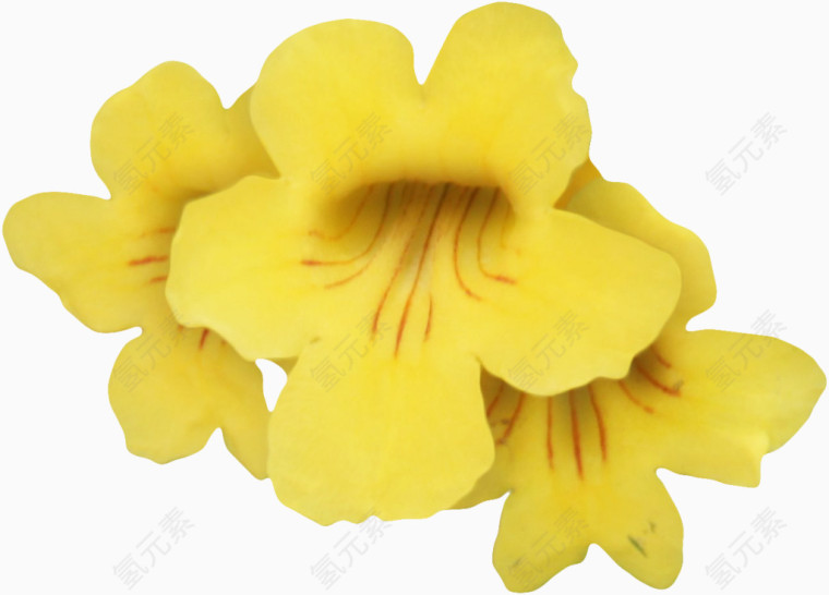 黄色花朵图