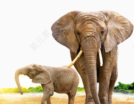 散步的大象