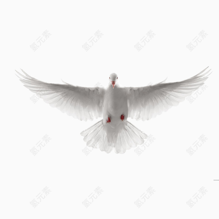 白色飞翔和平鸽