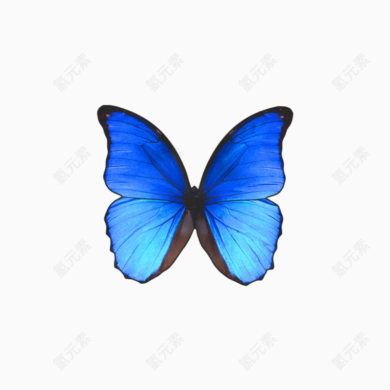 蓝色蝴蝶造型