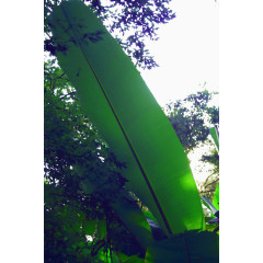 热带芭蕉树叶