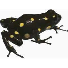 黑色黄斑点青蛙