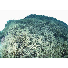 海底植物