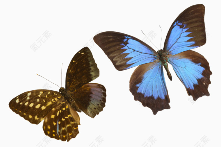 美丽的蝴蝶标本